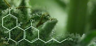 CBD, Does CBD Stay in Your System