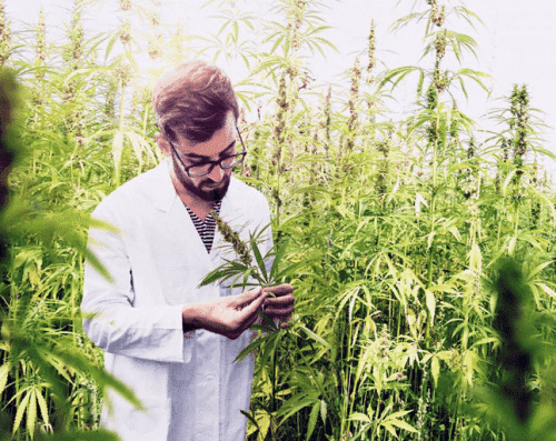 Home 11 CBD Oil UK, Laboratory Technician Harvesting Plants.