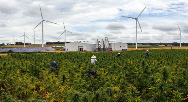 Sustainable CBD production, CBD products, Organic CBD.